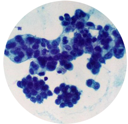 general cytology