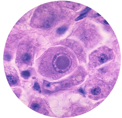 histopathology